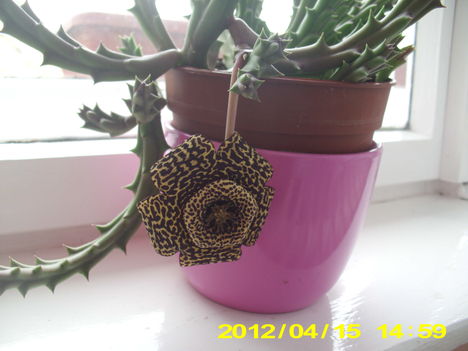 Kaktuszom
