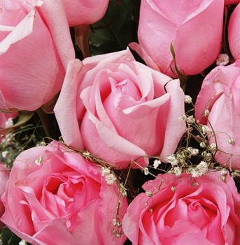 0000_pink_roses
