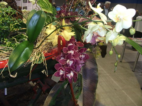 orchidea kiállítás 2012 001