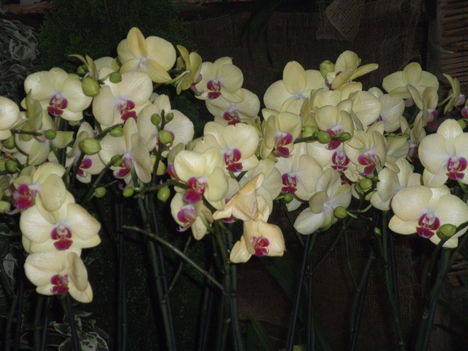 orchidea kiállítás 2012 017
