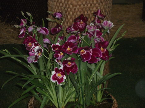 orchidea kiállítás 2012 019