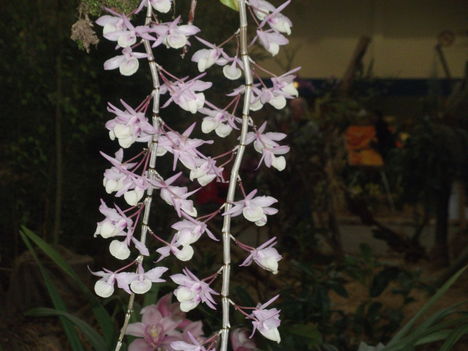 orchidea kiállítás 2012 027