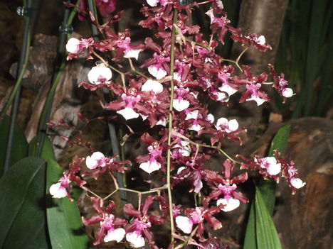 orchidea kiállítás 2012 028