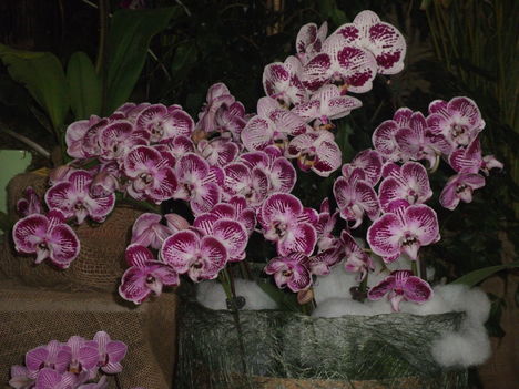 orchidea kiállítás 2012 031