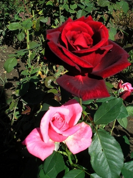 A 32 tő rózsám egyike