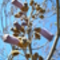 császárfa virága