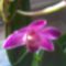 Dendro. kinganium virágja
