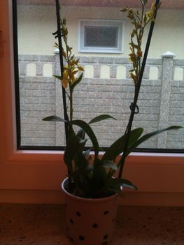 Eladó sárga-fehér virágú, virágzó Oncidium 4000 Ft