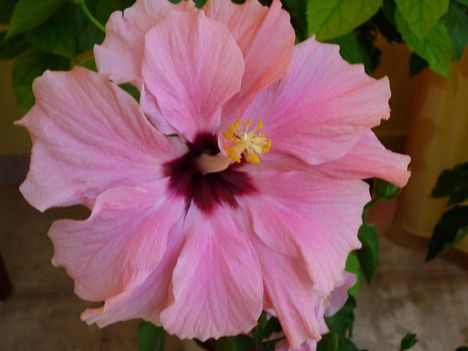 Hibiszkusz.