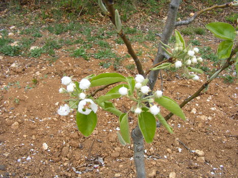Kis körte fa virágban
