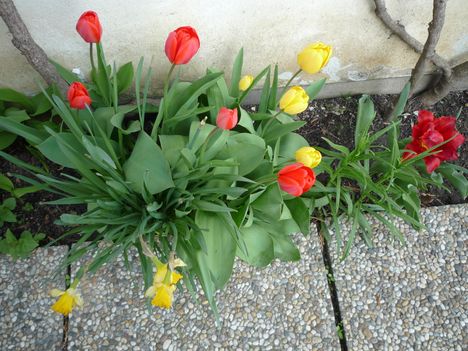 Koratavaszi tulipánok.