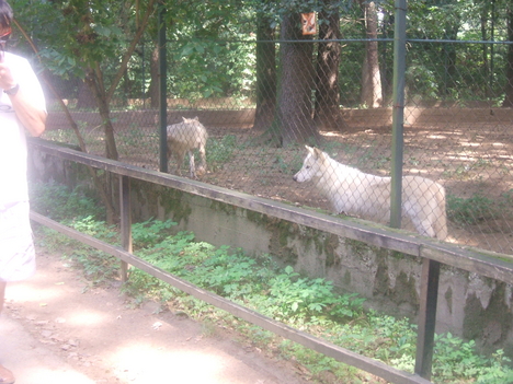 nyiregyháza vadaspark 034