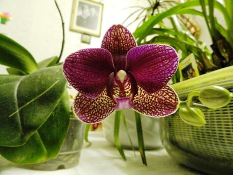 Orchidea 3, Phalaenopsis