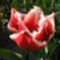 Rojtos tulipán