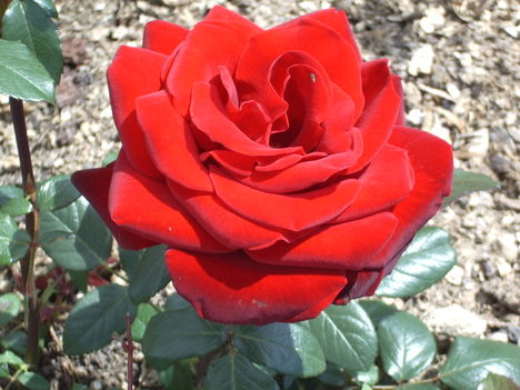 rózsa12