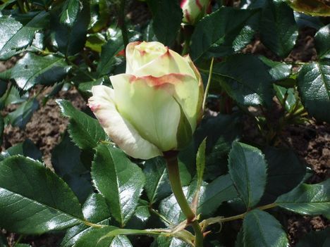 rózsa18