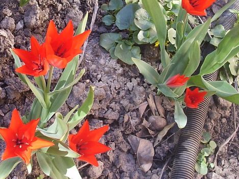 Szomjas tulipánok