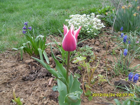 tulipán