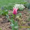 tulipán