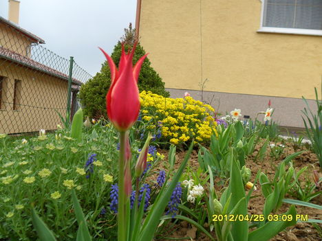 tulipán