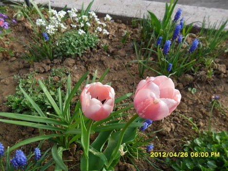rózsaszín tulipánok