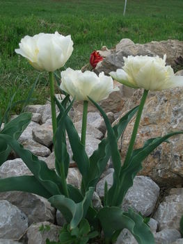 szépséges tulipánok