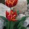 tarka barka tulipán