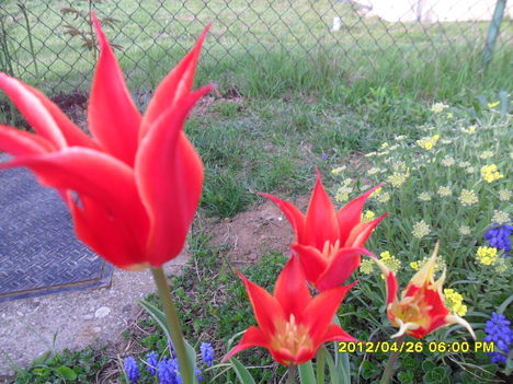 tulipánok