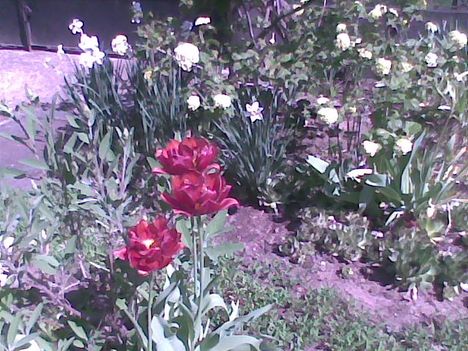 Kép007jpg Tulipánok, labdarózsa körítéssel.