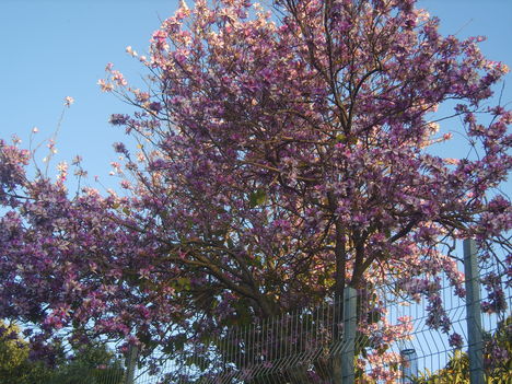 Magnolia fa(apr)