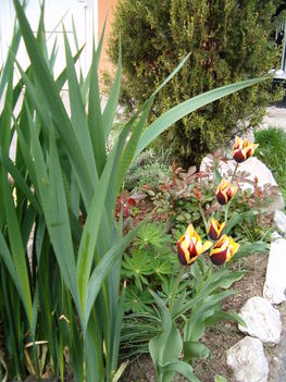 Tarka tulipánok