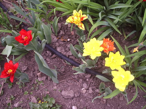 Csoda tulipánok
