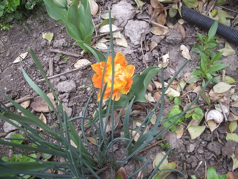 Csöpp tulipán