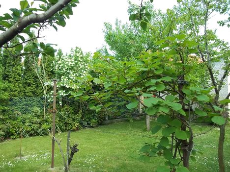 kivi