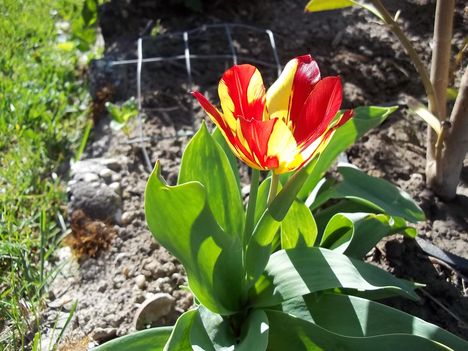 tulipán