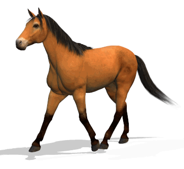 3t3