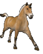 fjordgallop