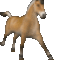 fjordgallop