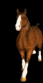 galloping horse animation