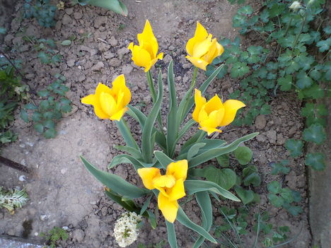 késői tulipánok