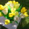 sárga tulipáncsokor
