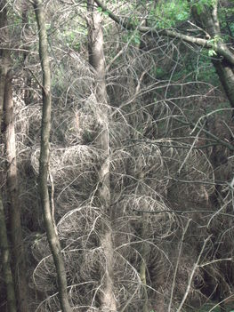 "Boszi" erdő fái
