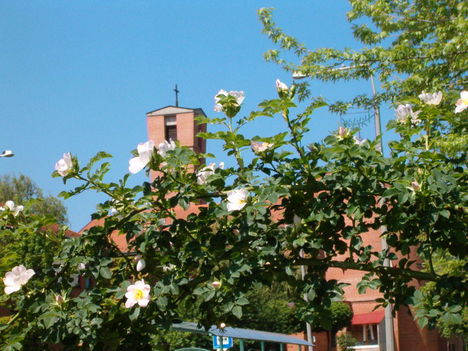 Vadrózsa...6.