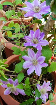 Clematis piilu