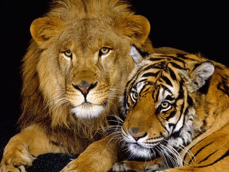 allatos_hatterkep__oroszlan_es_tigris_270842_83474