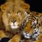 allatos_hatterkep__oroszlan_es_tigris_270842_83474