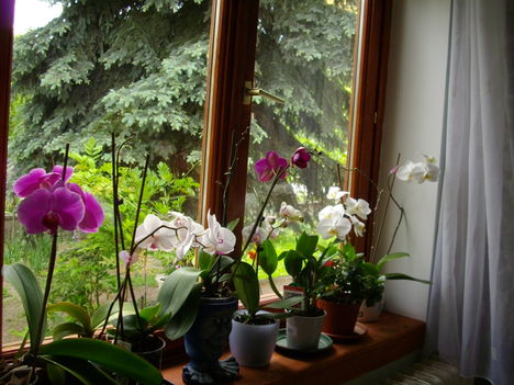 orchideák az ablakban