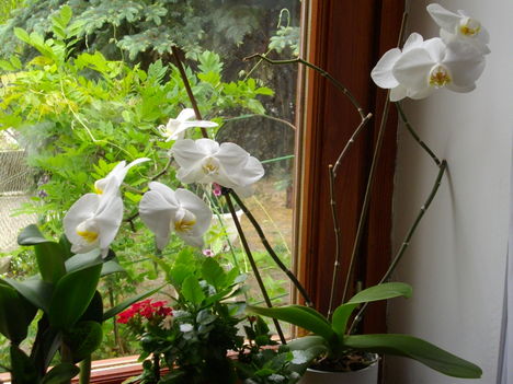 orhideáim