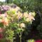 Rostu rododendronok 103