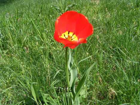 Egyedül vagyok kis tulipán
